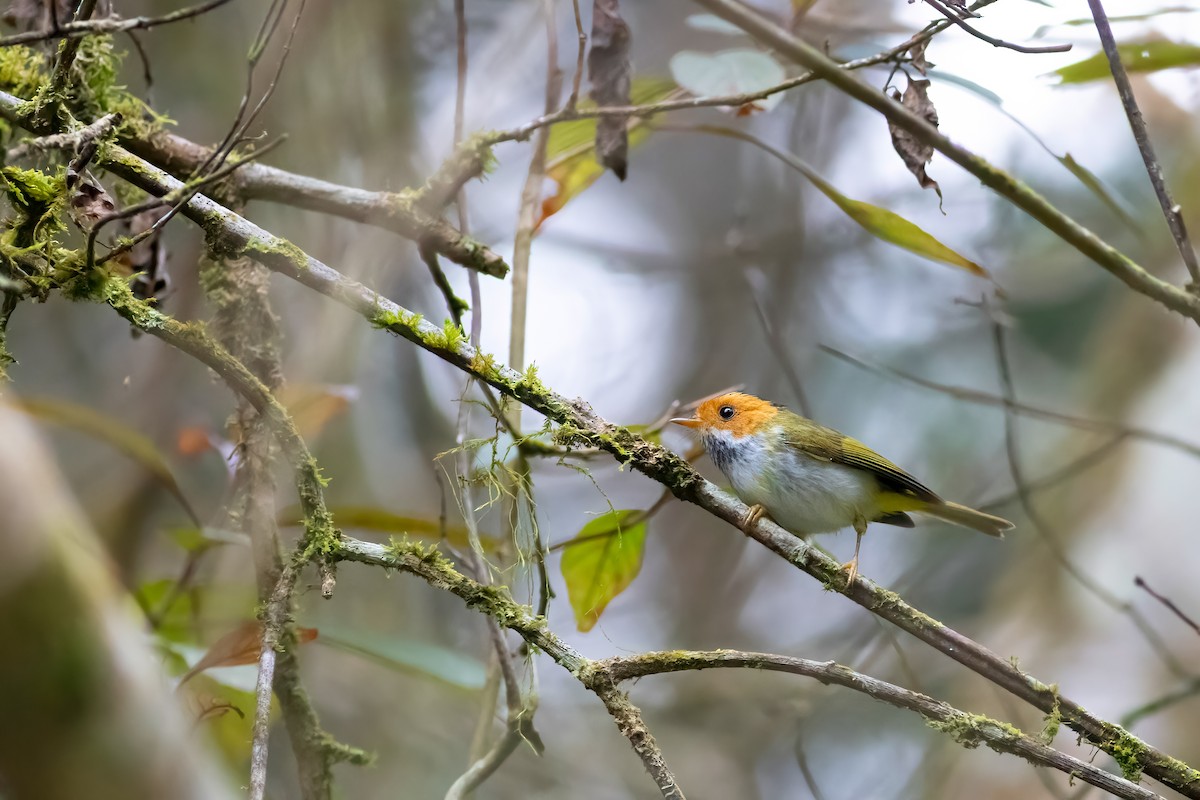 Rufous-faced Warbler - ML656714043