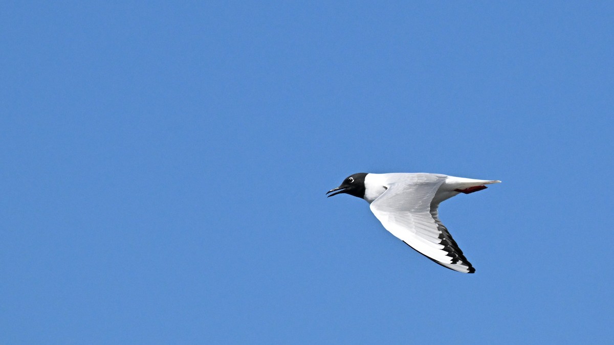 Bonaparte's Gull - ML656714050