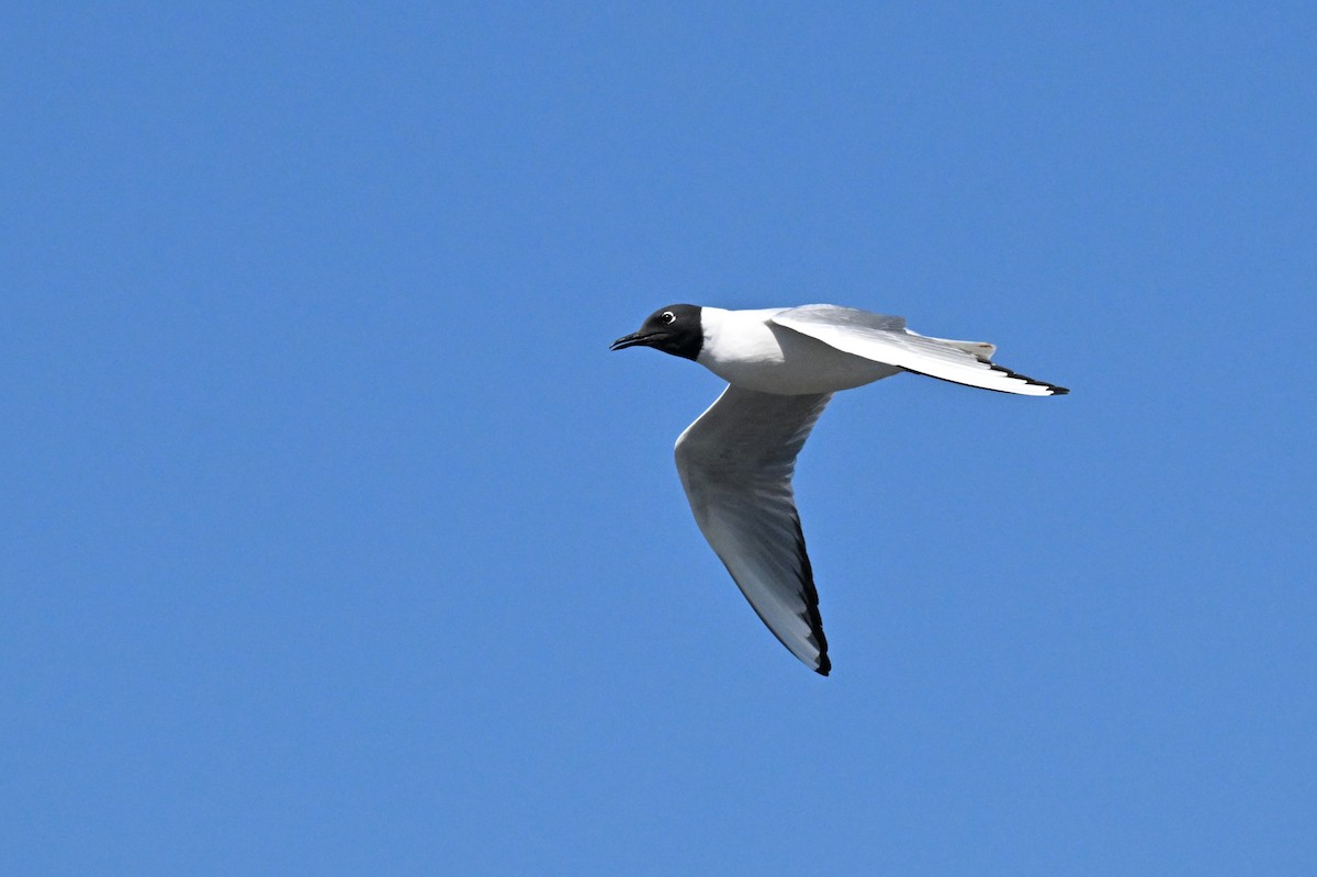 Bonaparte's Gull - ML656714051