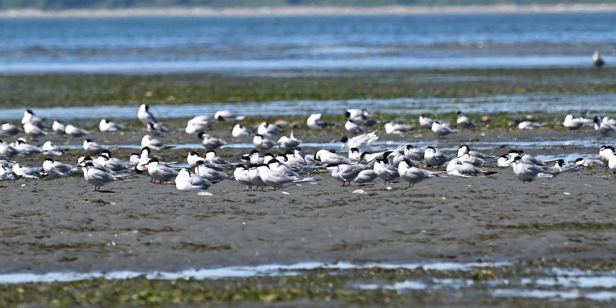 Common Tern - ML656714159