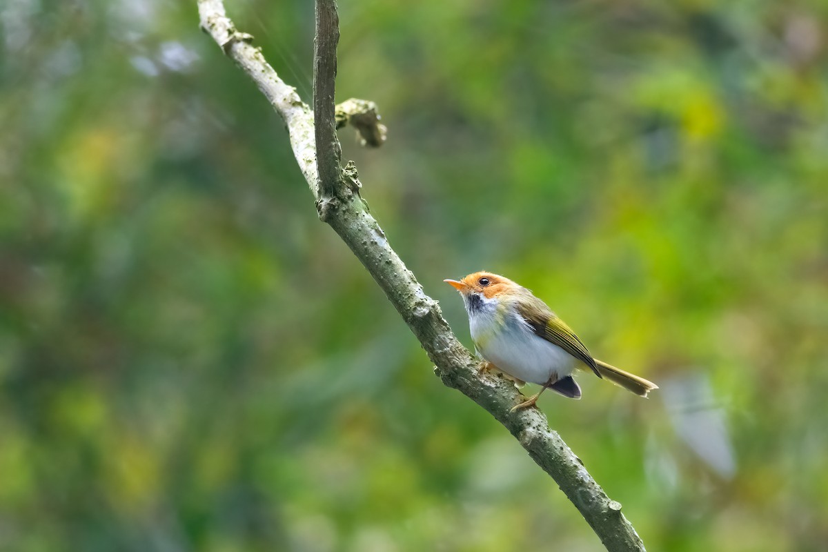 Rufous-faced Warbler - ML656714336