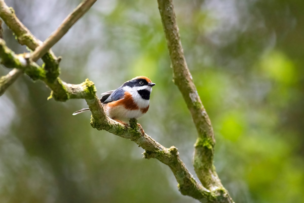 Black-throated Tit (Black-throated) - ML656714458