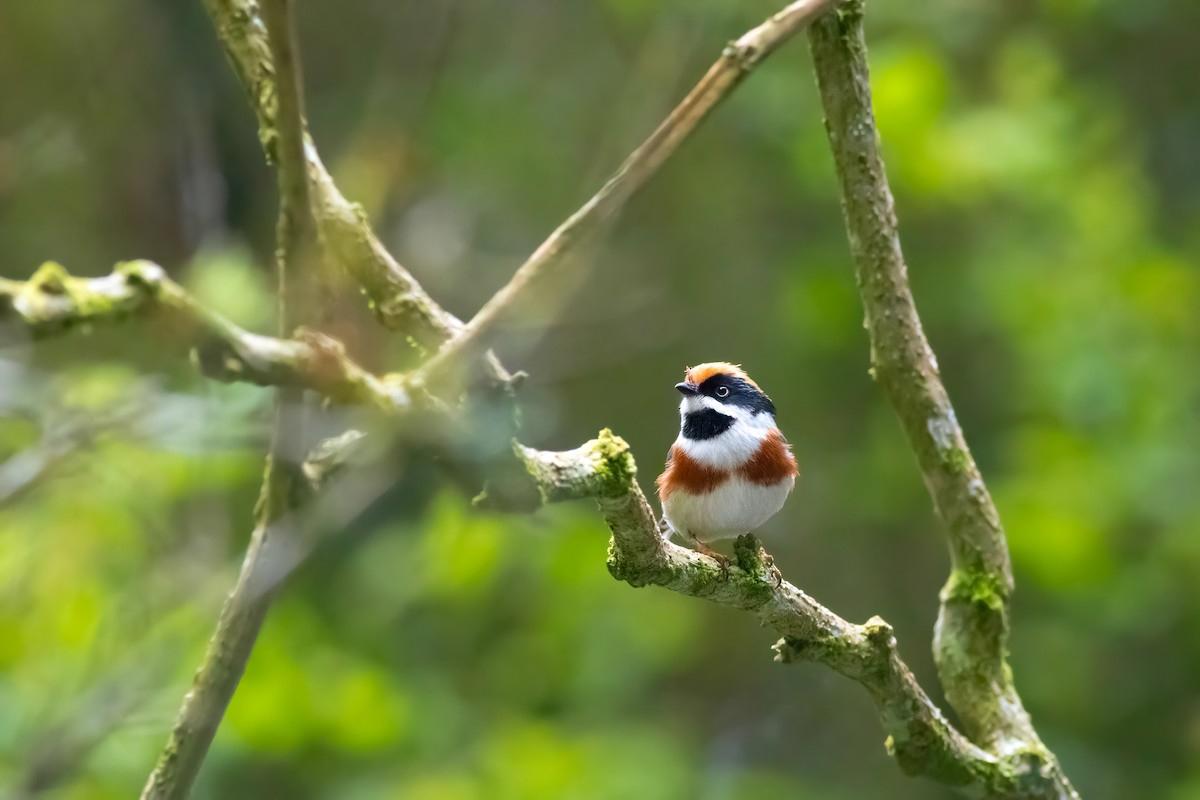 Black-throated Tit (Black-throated) - ML656714530