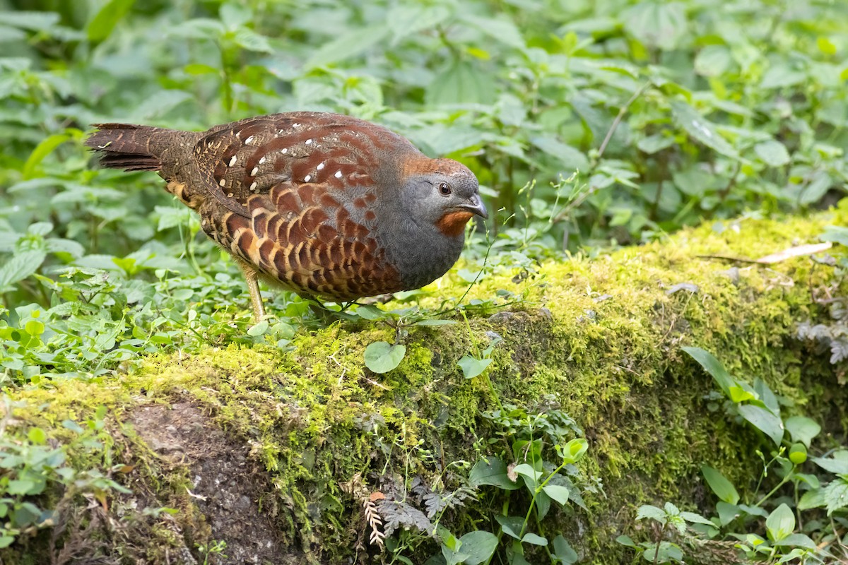 Taiwan Bamboo-Partridge - ML656714673