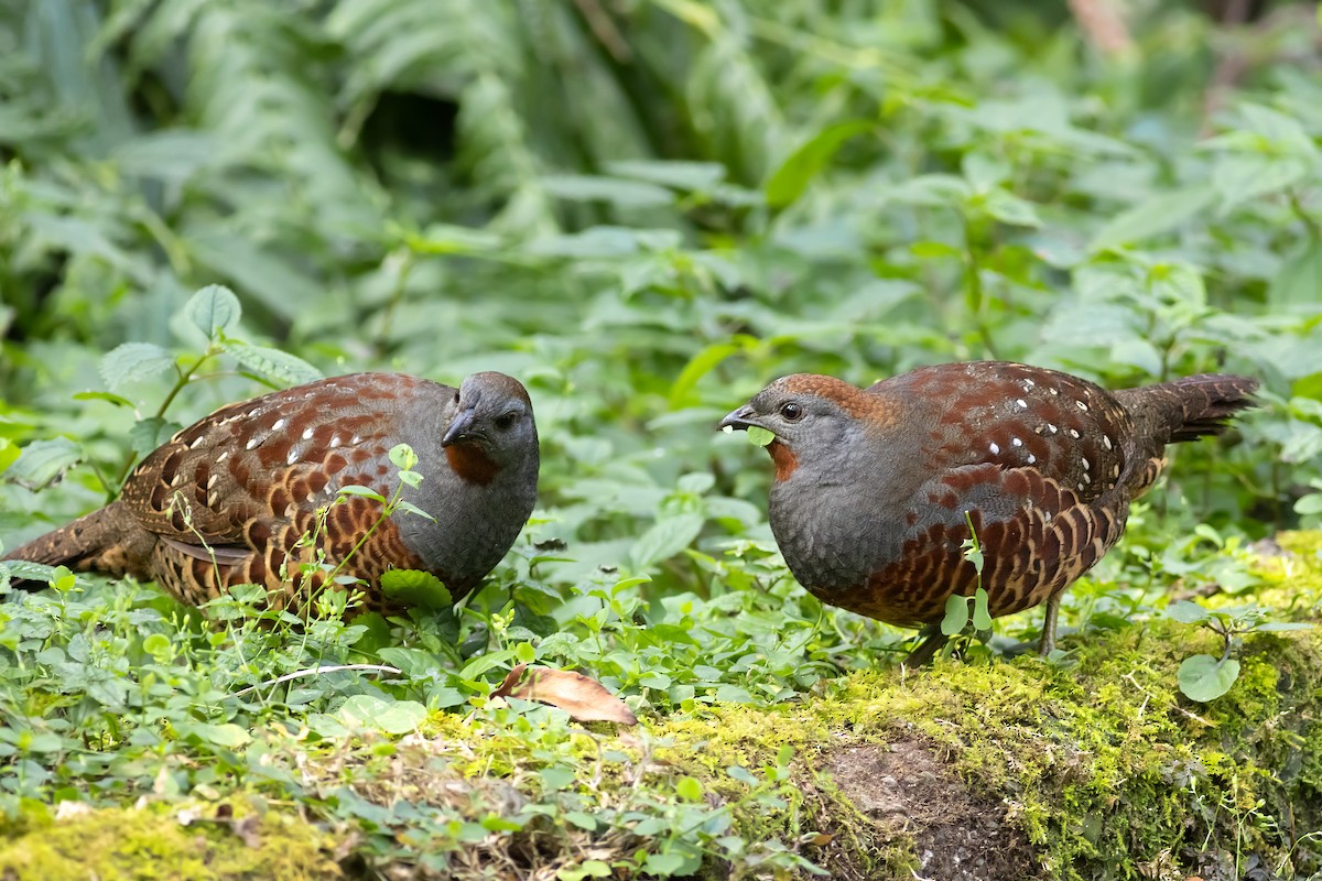 Taiwan Bamboo-Partridge - ML656714773