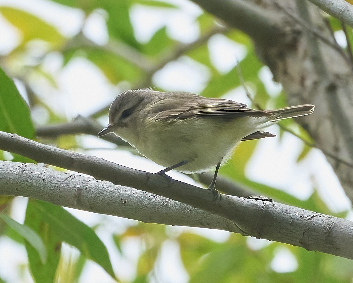 Western Warbling Vireo - ML656714836