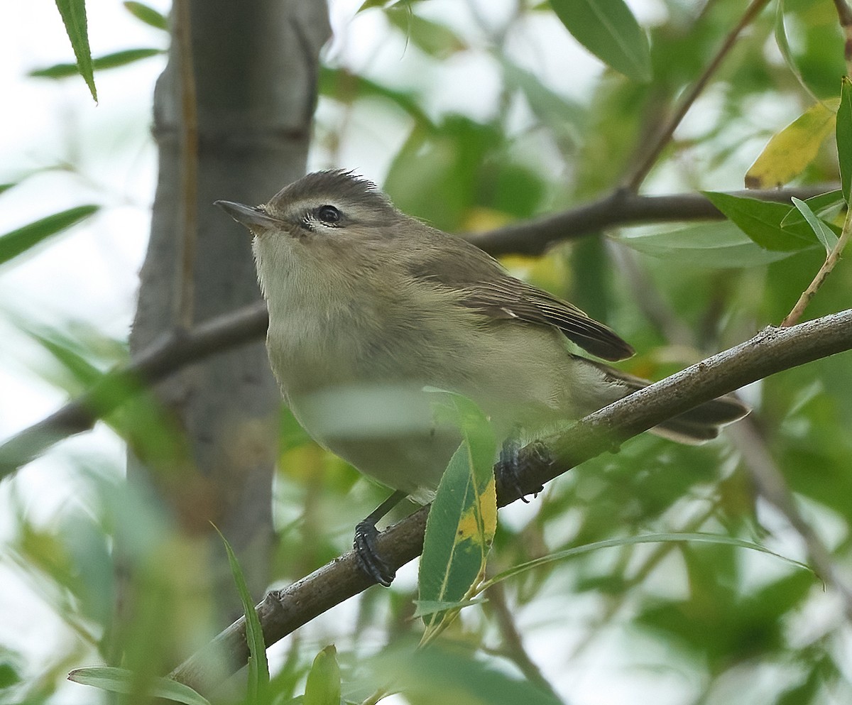 Western Warbling Vireo - ML656714837