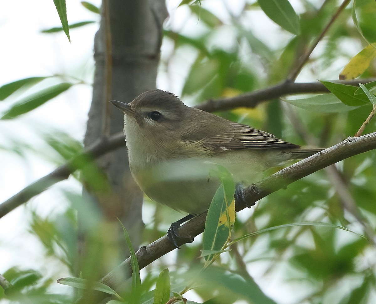 Western Warbling Vireo - ML656714838