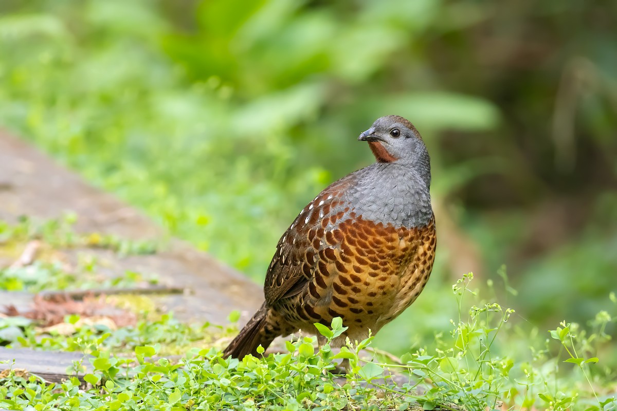 Taiwan Bamboo-Partridge - ML656714940