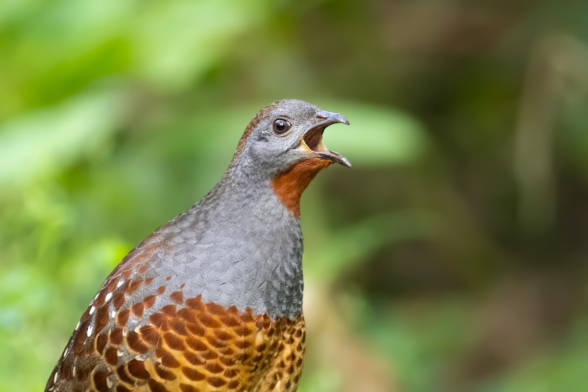 Taiwan Bamboo-Partridge - ML656715067