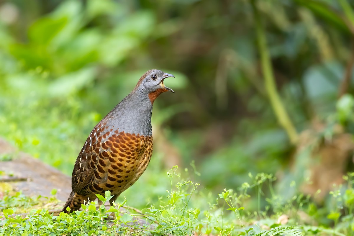 Taiwan Bamboo-Partridge - ML656715172