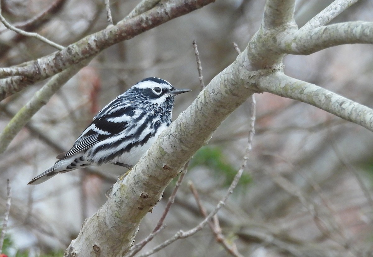 eBird Checklist - 6 May 2026 - Hartlen Point - 36 species