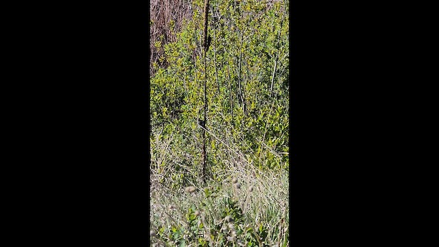 myrteparula - ML656716120