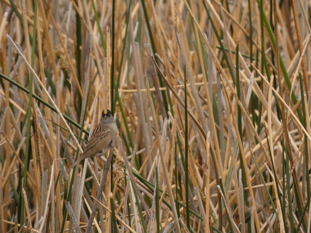 Golden-crowned Sparrow - ML656716537