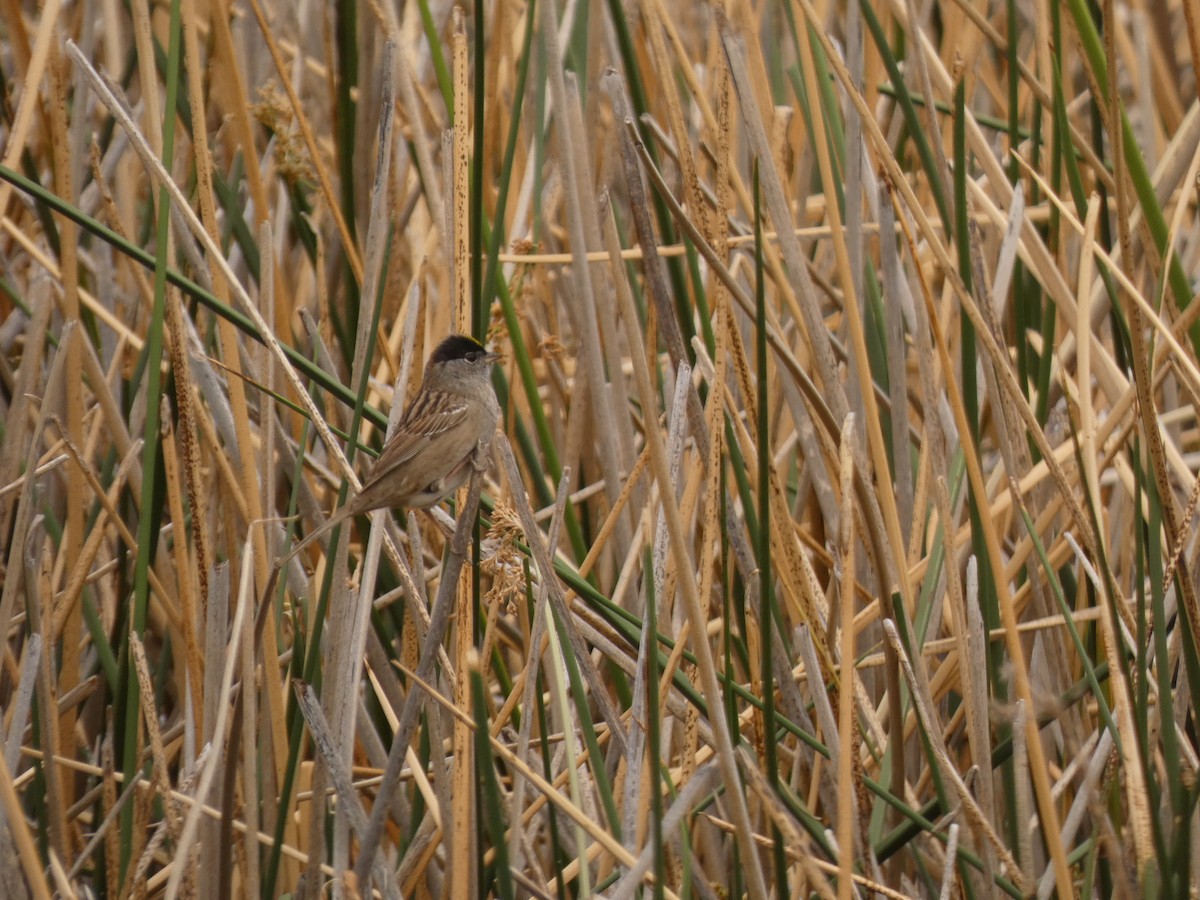 Golden-crowned Sparrow - ML656716549