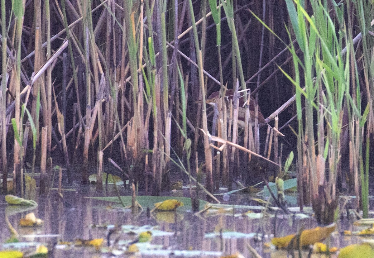 Least Bittern - ML656717511