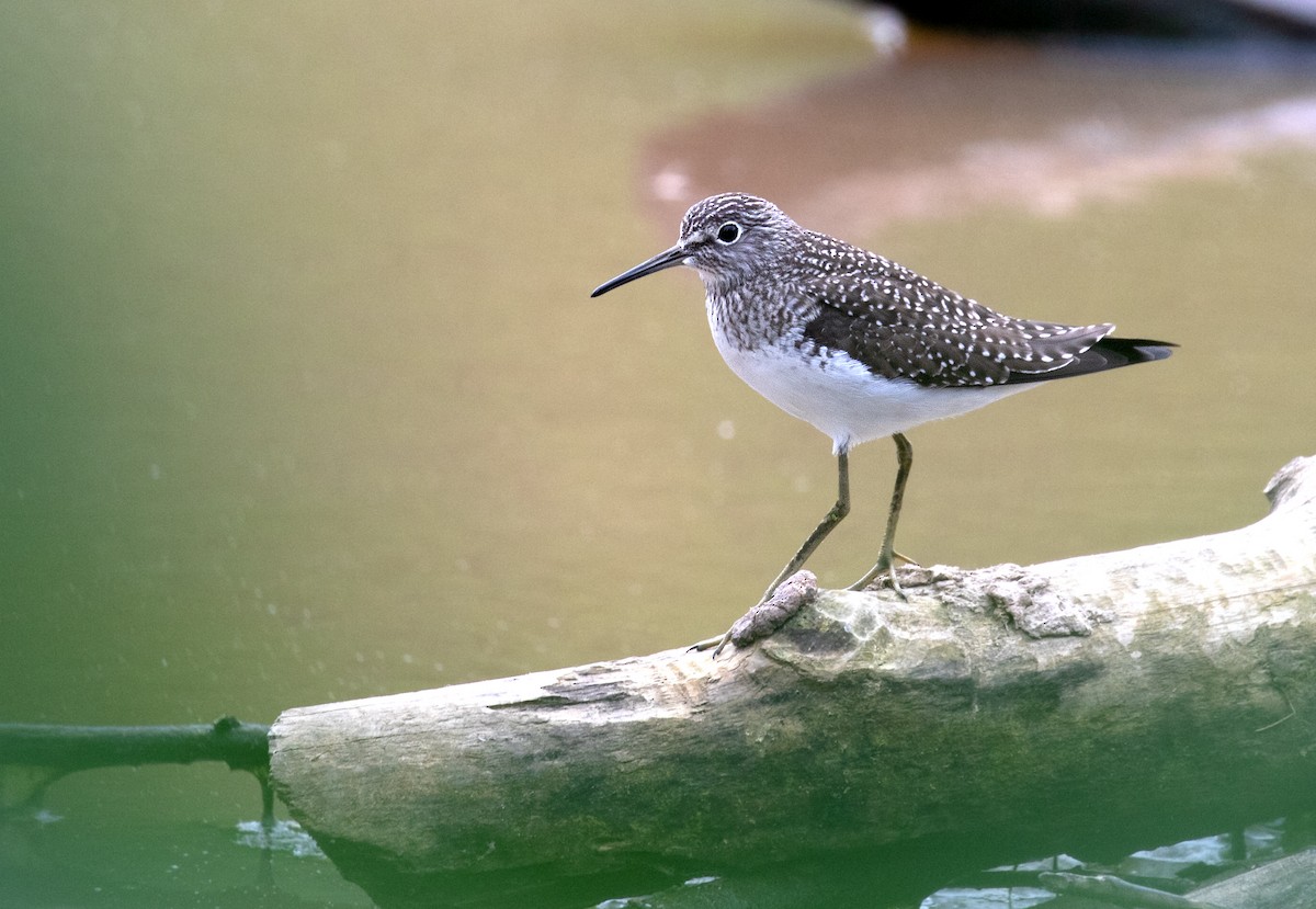 Solitary Sandpiper - ML656717548