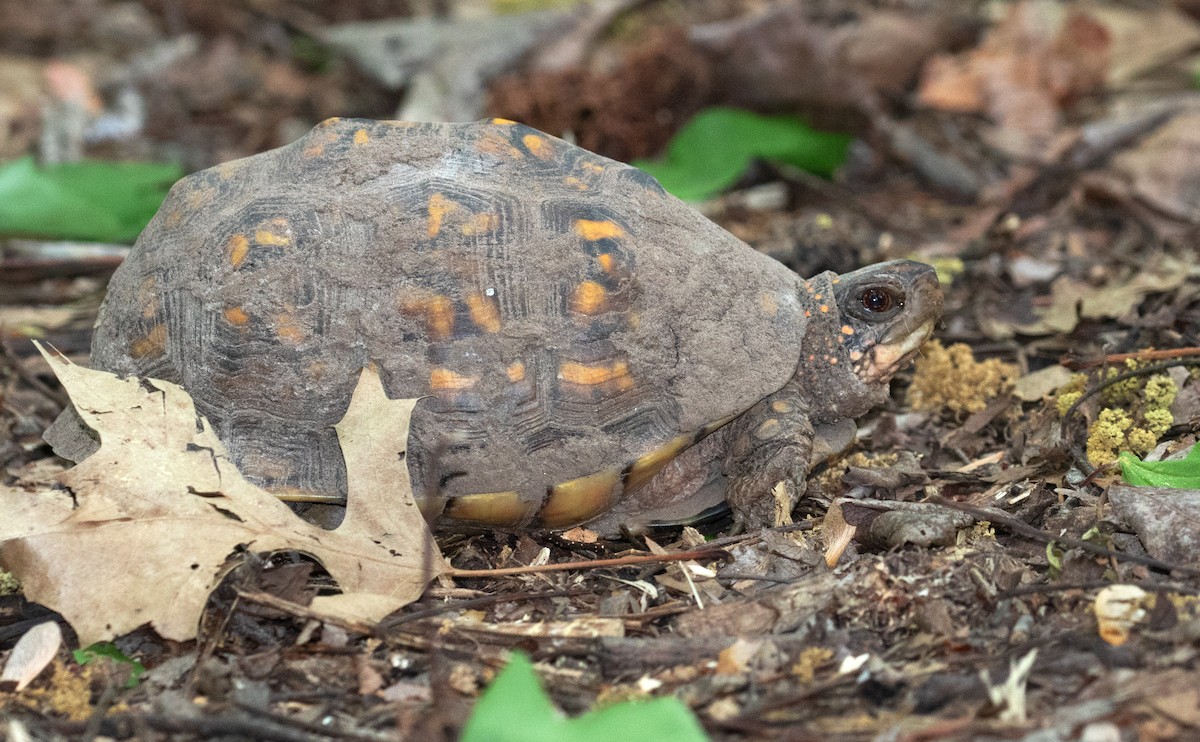 Eastern Box Turtle - ML656717571