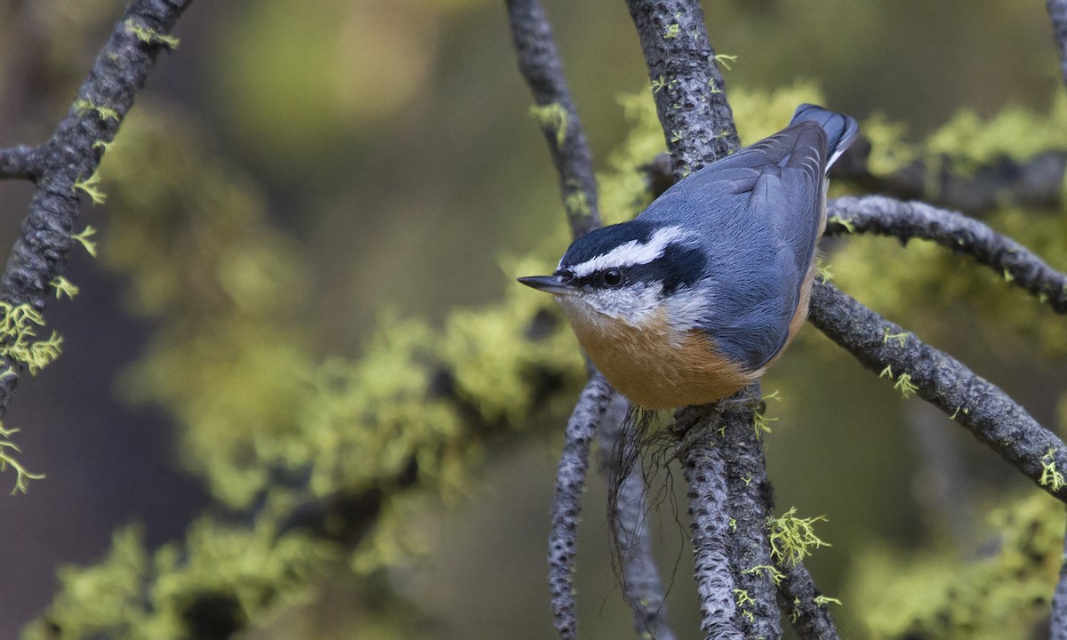 Red-breasted Nuthatch - ML65671961