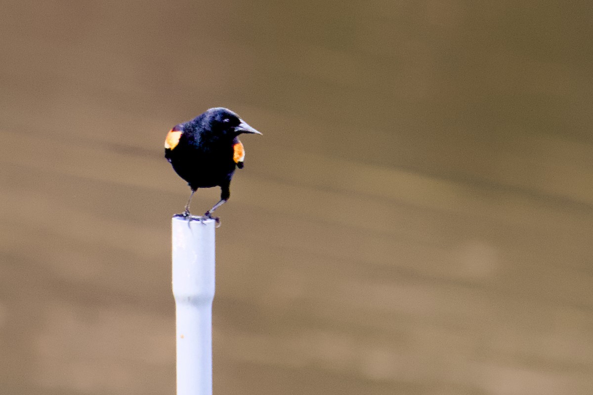 Red-winged Blackbird - ML656719686