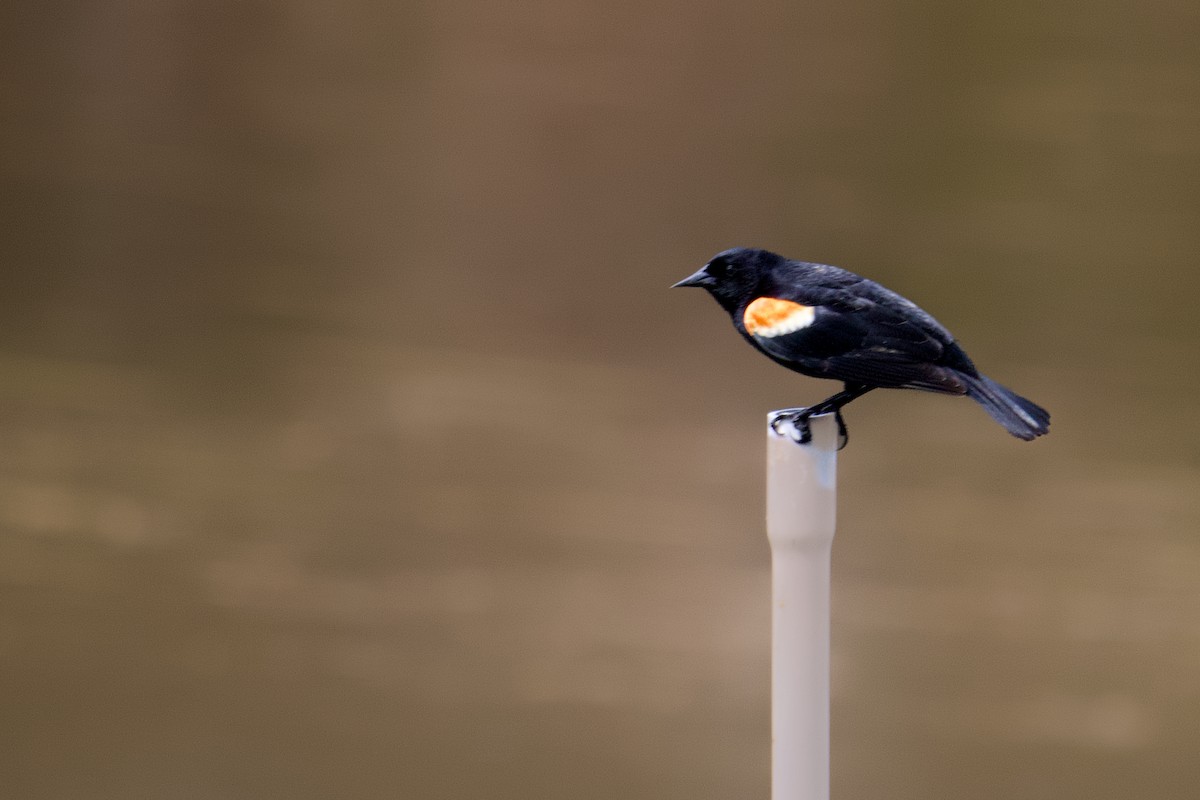 Red-winged Blackbird - ML656719687