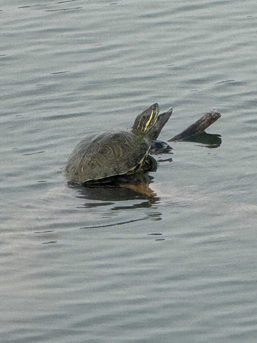 チュウベイクジャクガメ - ML656720092