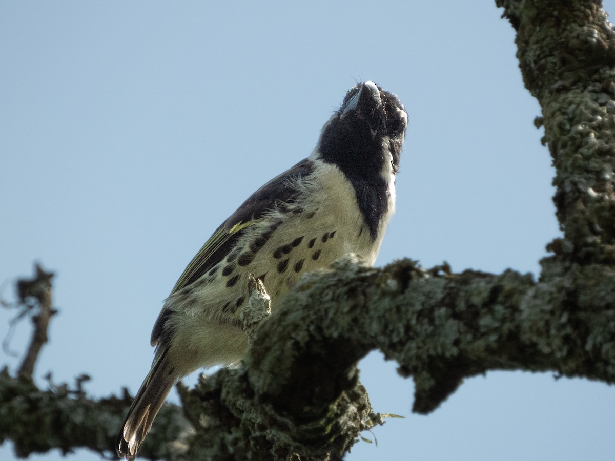 Spot-flanked Barbet - ML656720488