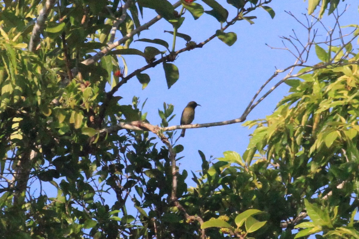 Black-headed Myzomela - ML65672081