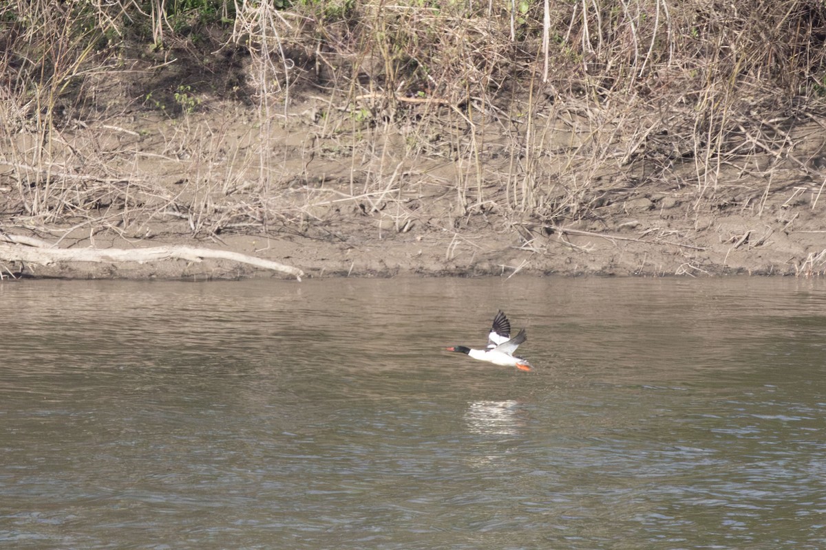 Common Merganser - ML656721655