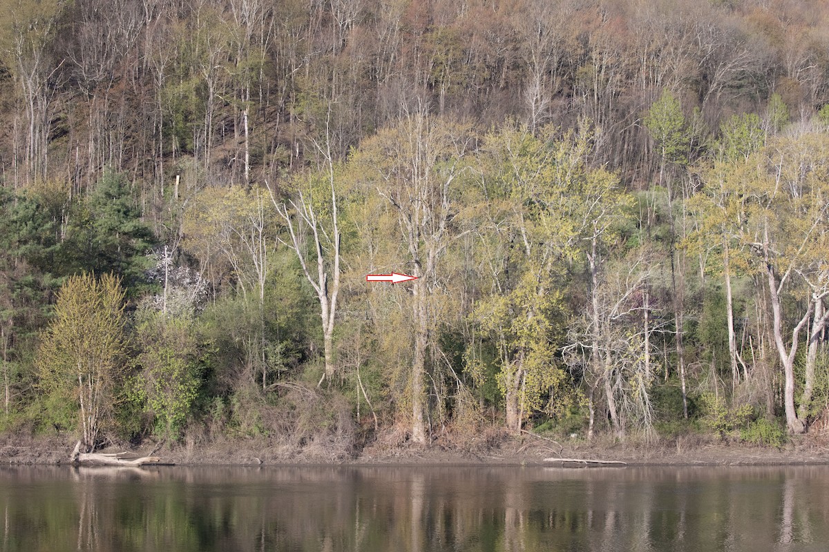Common Merganser - ML656721669