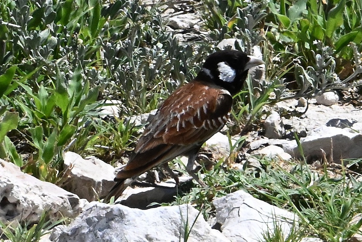Chestnut-backed Sparrow-Lark - ML656721766