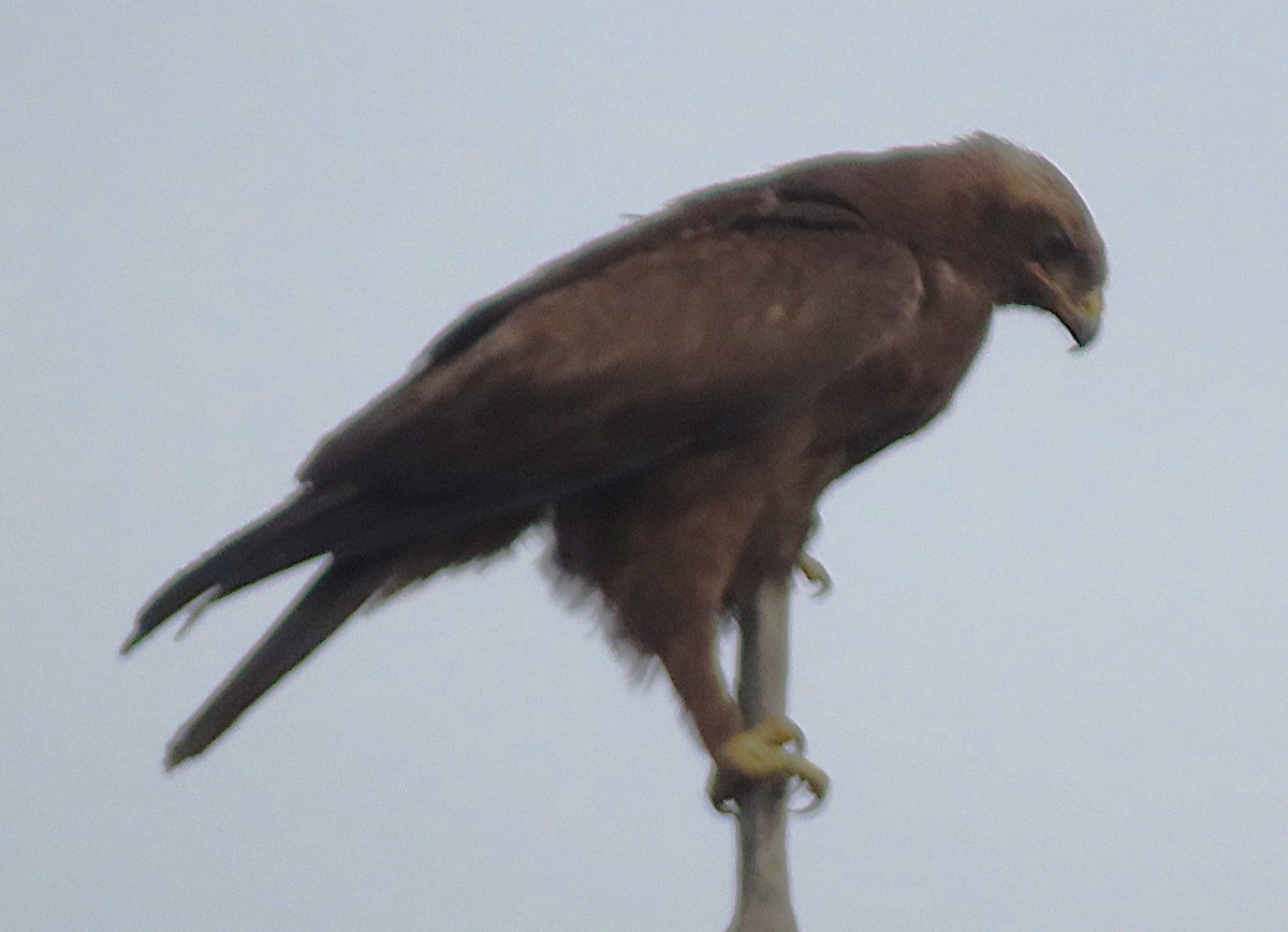 Wahlberg's Eagle - ML656721917