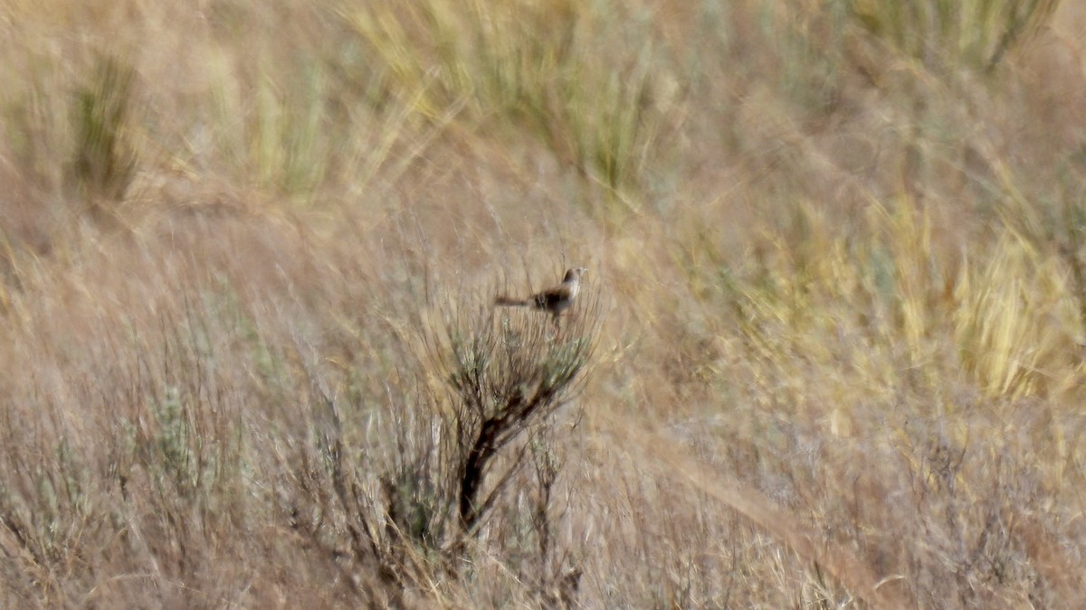 Cassin's Sparrow - ML656721947