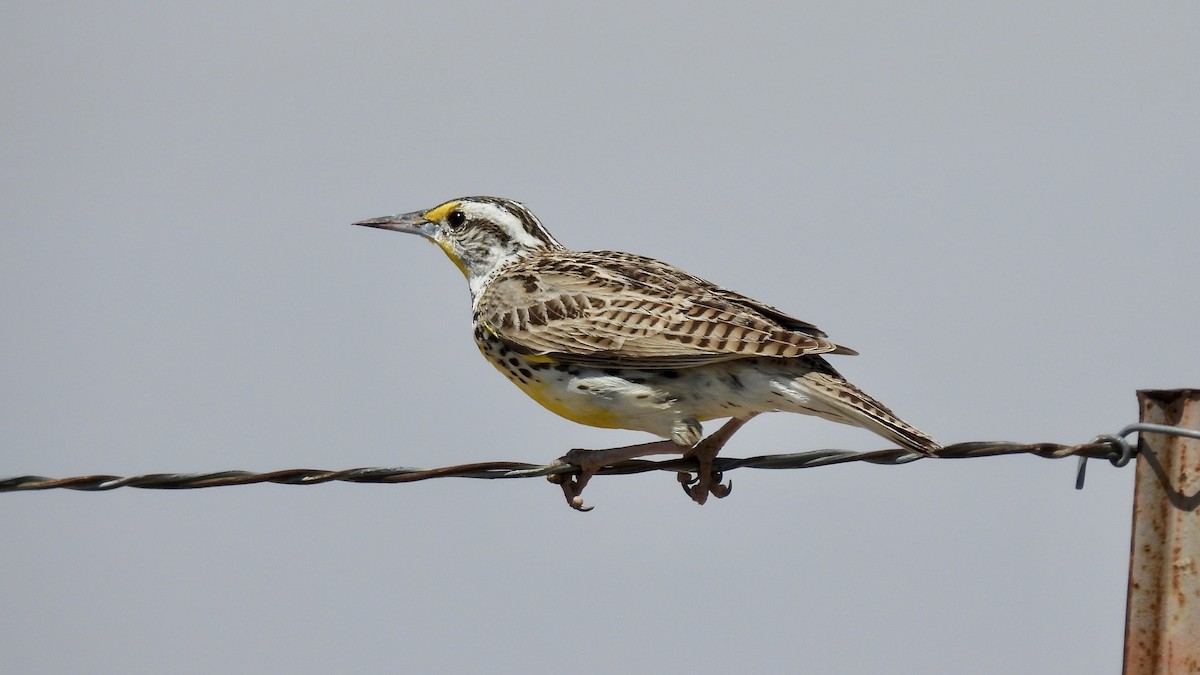 Western Meadowlark - ML656721962
