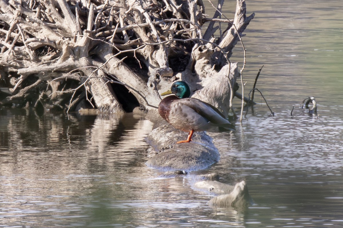 Mallard - ML656722731