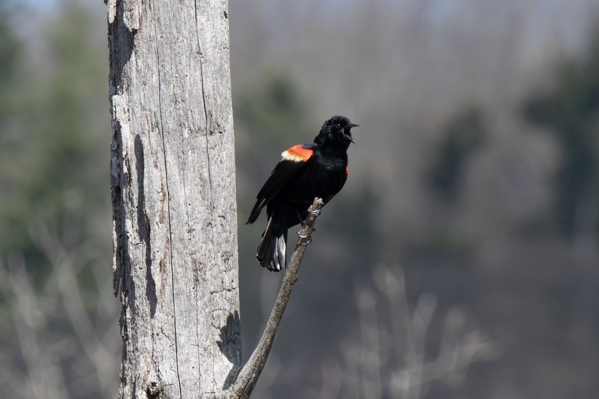 Red-winged Blackbird - ML656722787