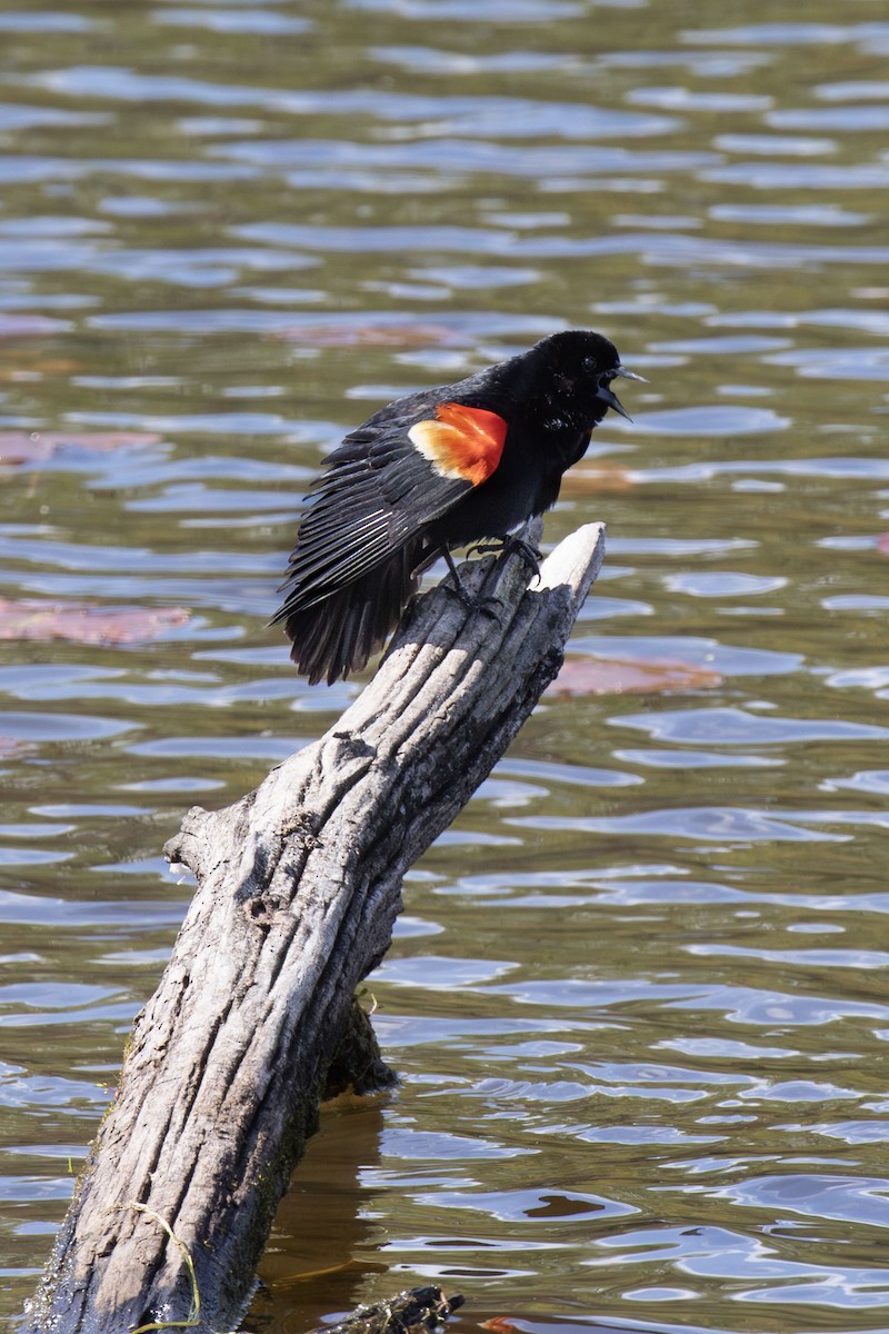 Red-winged Blackbird - ML656722792