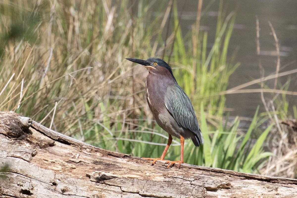 Green Heron - ML656722847