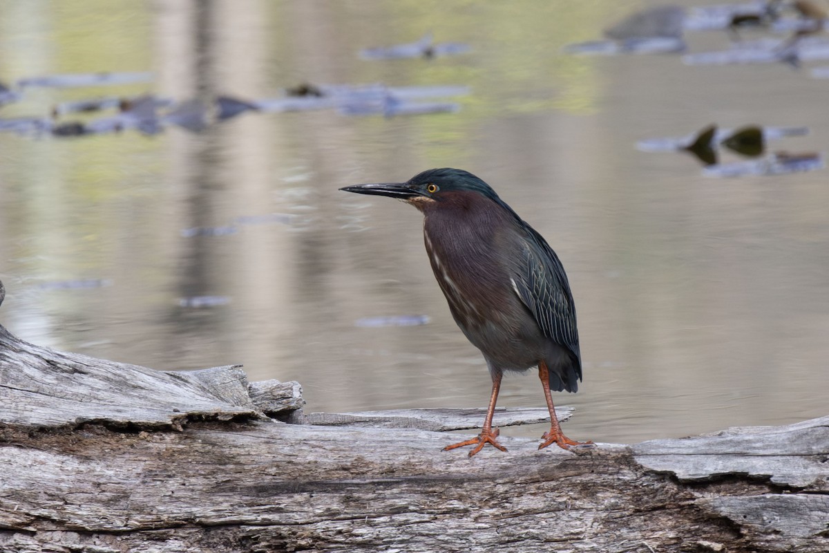 Green Heron - ML656722854