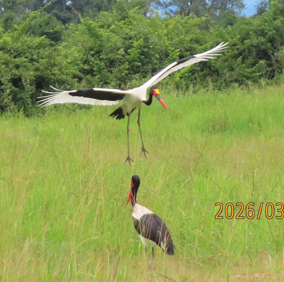 Saddle-billed Stork - ML656723463