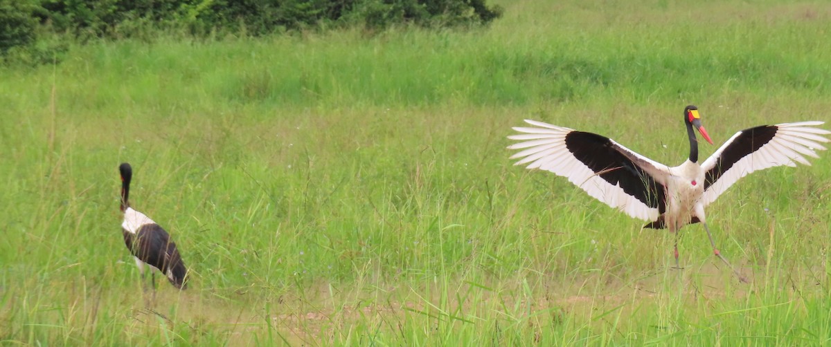Saddle-billed Stork - ML656723464