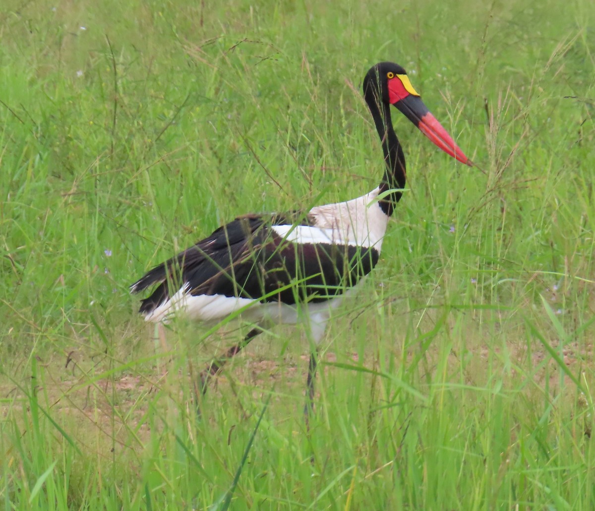 Saddle-billed Stork - ML656723494