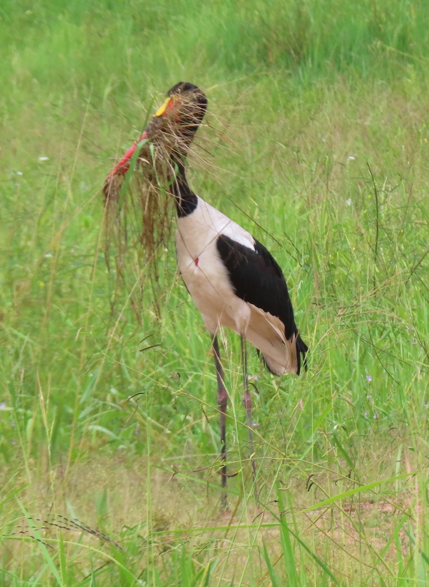 Saddle-billed Stork - ML656723520