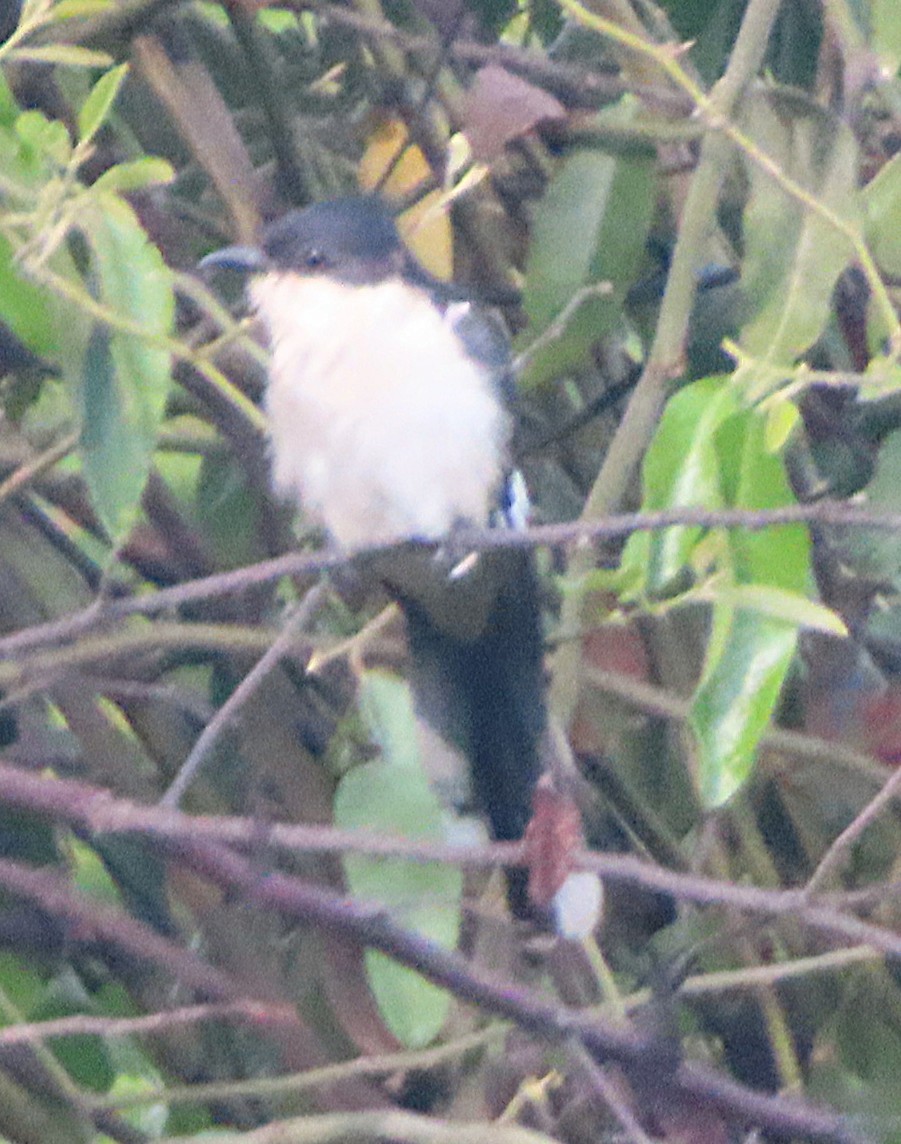 Pied Cuckoo - ML656723612