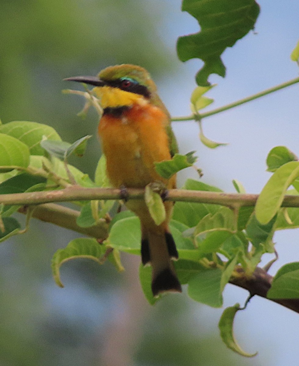 Little Bee-eater - ML656724102