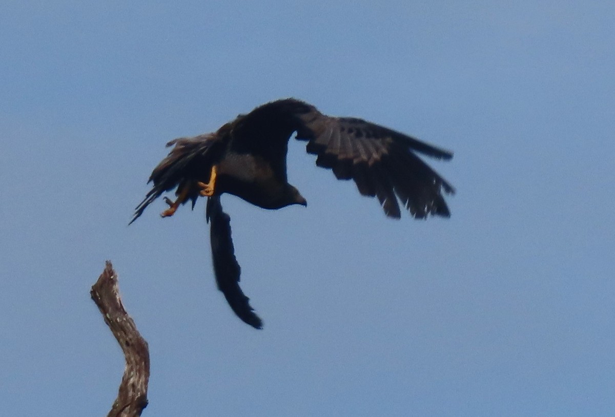 African Harrier-Hawk - ML656724186