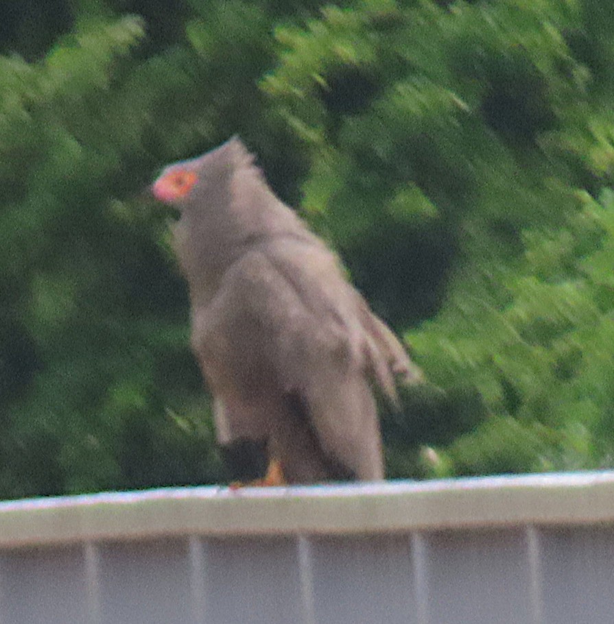 African Harrier-Hawk - ML656724187