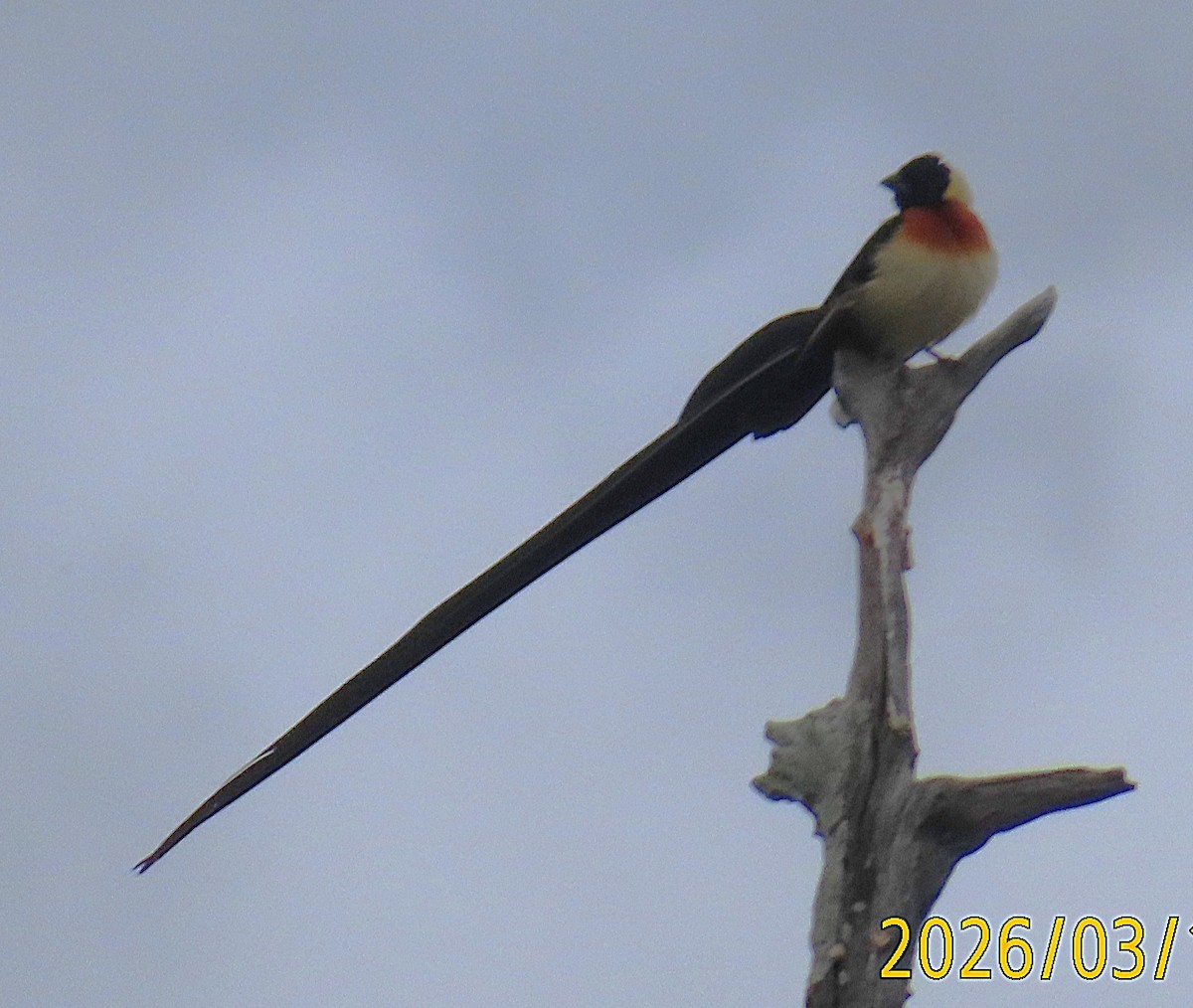 Eastern Paradise-Whydah - ML656724509