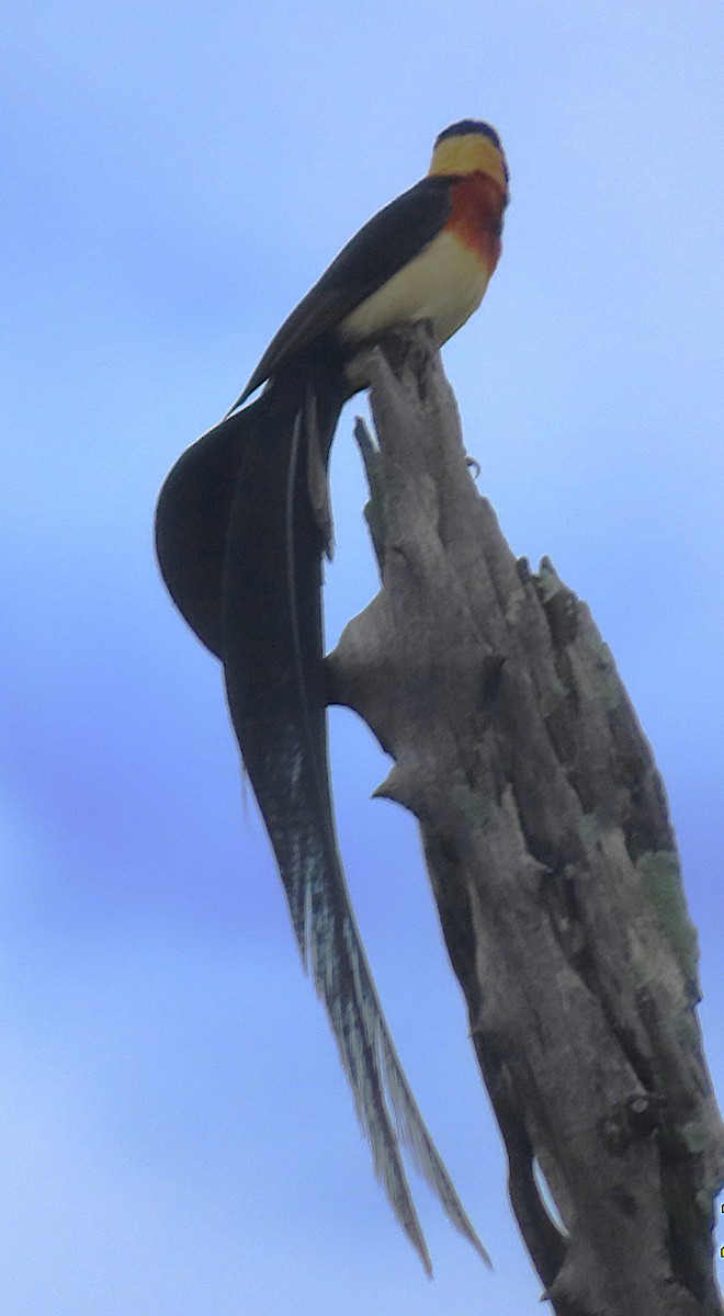 Eastern Paradise-Whydah - ML656724517