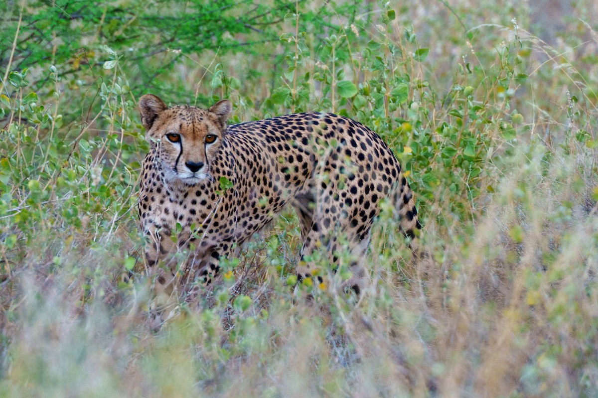 Cheetah - ML656724593
